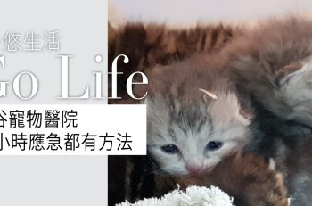 【泰﹒愛毛孩】曼谷 24 小時寵物醫院 帶愛寵到泰國點可以唔做足功課！